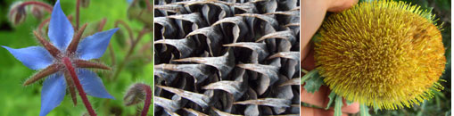 Gesellschaft für Gartenbau und Therapie - Impressum