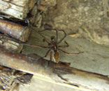 Gesellschaft für Gartenbau und Therapie - Impressum